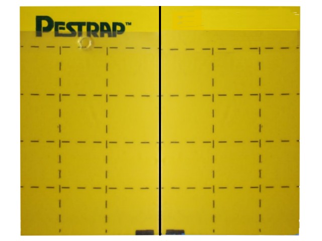 Pestrap Cards – Yellow - Click Image to Close